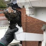 Operative disconnecting a downpipe to expose a blockage during gutter cleaning