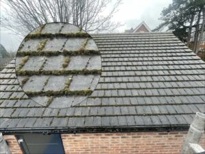 Moss-covered tiled roof before professional roof cleaning